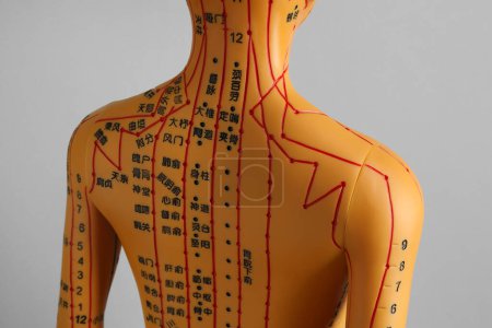 Téléchargez les photos : Modèle d'acupuncture. Mannequin avec points et lignes sur fond gris - en image libre de droit