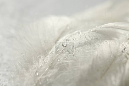 Photo for Many fluffy white feathers with water drops as background, closeup - Royalty Free Image
