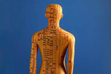 Téléchargez les photos : Acupuncture - médecine alternative. Modèle humain avec des points et des lignes sur fond bleu, vue arrière - en image libre de droit