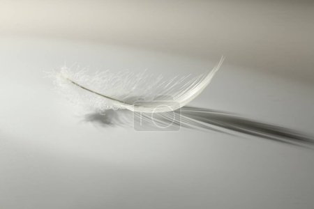 Photo for Fluffy white feather on light grey background - Royalty Free Image