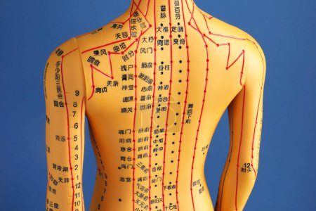 Téléchargez les photos : Acupuncture - médecine alternative. Modèle humain avec des points et des lignes sur fond bleu, vue arrière - en image libre de droit