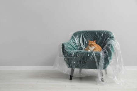 Téléchargez les photos : Mignon chat roux reposant dans un fauteuil recouvert de film plastique près du mur gris clair à l'intérieur, espace pour le texte - en image libre de droit