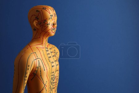 Téléchargez les photos : Modèle d'acupuncture. Mannequin avec points et lignes sur fond bleu, espace pour le texte - en image libre de droit