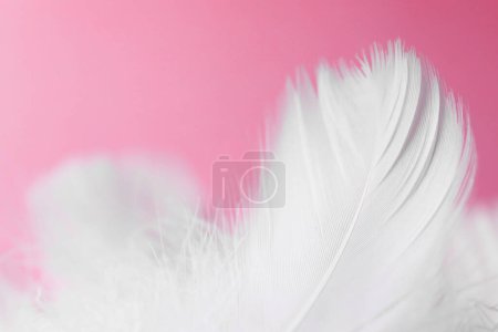 Photo for Fluffy bird feathers on pink background, closeup - Royalty Free Image