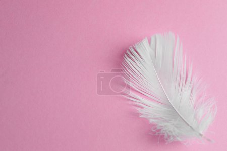 Photo for Fluffy white feather on pink background, top view. Space for text - Royalty Free Image