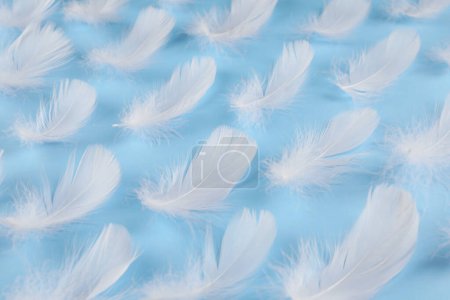 Photo for Fluffy white feathers on light blue background - Royalty Free Image