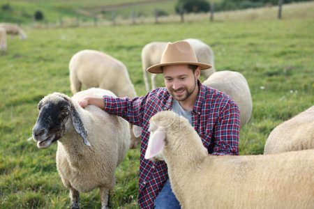 Smiling man with sheep on pasture at farm