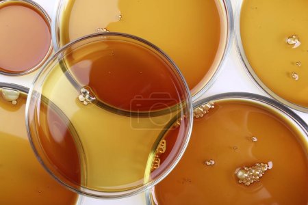 Photo for Petri dishes with color liquid samples on white background, top view - Royalty Free Image