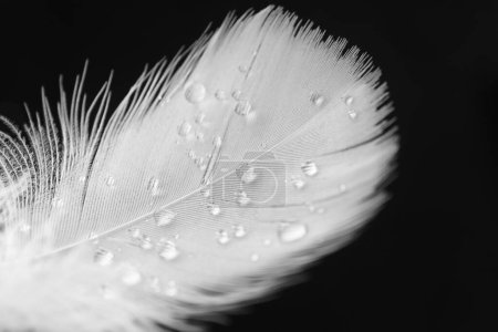 Photo for Fluffy feather with water drops on black background, closeup - Royalty Free Image