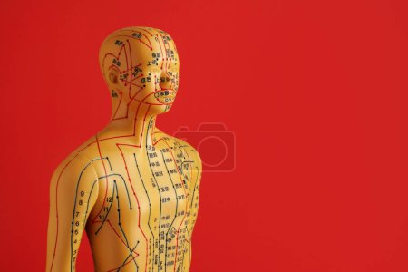 Téléchargez les photos : Acupuncture - médecine alternative. Modèle humain avec points et lignes sur fond rouge, espace pour le texte - en image libre de droit