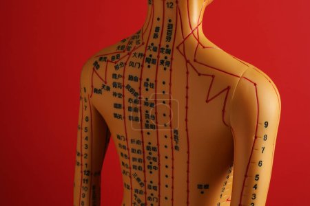 Téléchargez les photos : Acupuncture - médecine alternative. Modèle humain avec des points et des lignes sur fond rouge - en image libre de droit