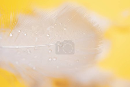 Photo for Fluffy feathers with water drops on yellow background, closeup - Royalty Free Image