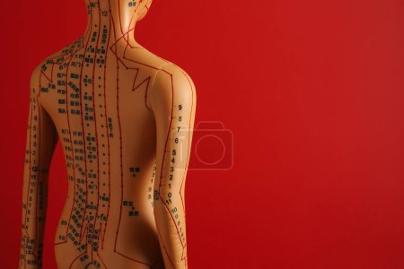 Téléchargez les photos : Acupuncture - médecine alternative. Modèle humain avec points et lignes sur fond rouge, espace pour le texte - en image libre de droit