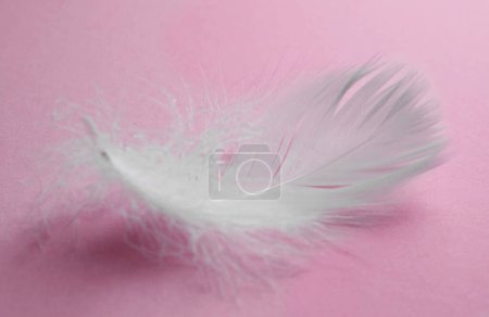 Photo for Fluffy white bird feather on pink background, closeup - Royalty Free Image