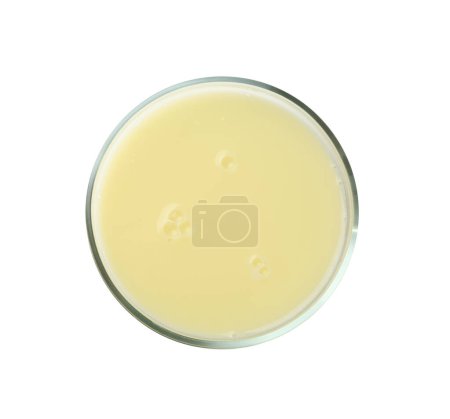 Foto de Placa Petri con muestra líquida amarilla sobre fondo blanco, vista superior - Imagen libre de derechos