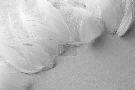 Photo for Fluffy white feathers on light background, closeup. Space for text - Royalty Free Image