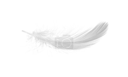 Photo for Beautiful fluffy bird feather isolated on white - Royalty Free Image