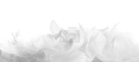 Photo for Beautiful fluffy bird feathers isolated on white - Royalty Free Image