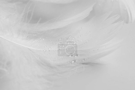 Photo for Beautiful fluffy bird feathers with water drops on white background, closeup - Royalty Free Image