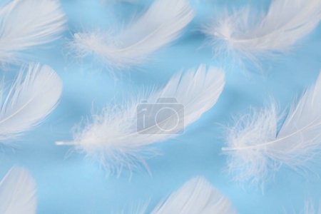 Photo for Fluffy white feathers on light blue background, closeup - Royalty Free Image