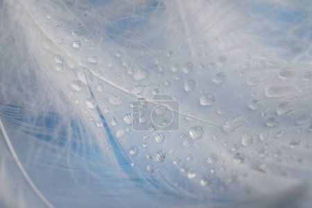 Photo for Many fluffy white feathers with water drops as background, closeup - Royalty Free Image