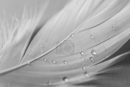Photo for Fluffy white feather with water drops on light background, closeup - Royalty Free Image