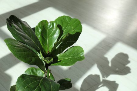 Photo for Fiddle Fig or Ficus Lyrata plant with green leaves indoors, closeup. Space for text - Royalty Free Image