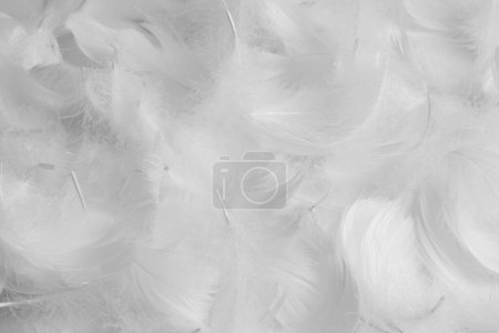 Photo for Beautiful fluffy bird feathers on white background, flat lay - Royalty Free Image