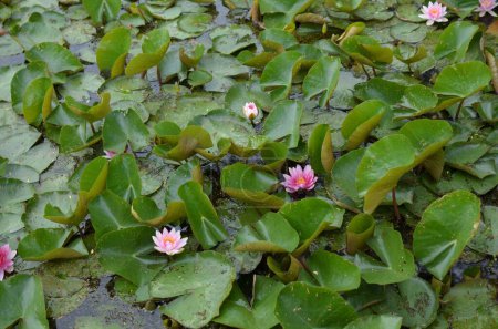 Foto de Hermosas flores de lirio de agua y hojas en el estanque - Imagen libre de derechos