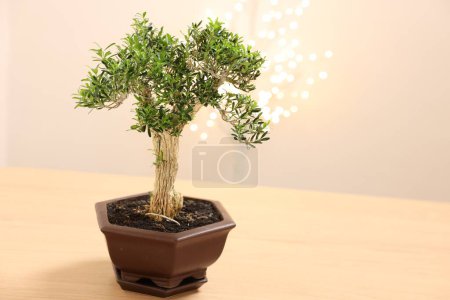 Téléchargez les photos : Bel arbre de bonsaï en pot sur table en bois, espace pour le texte - en image libre de droit