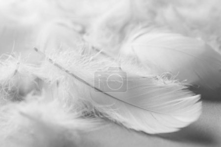Photo for Fluffy white feathers on light background, closeup - Royalty Free Image