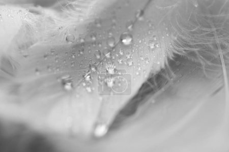 Photo for Fluffy white feathers with water drops as background, closeup - Royalty Free Image