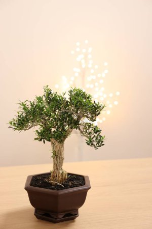 Téléchargez les photos : Bel arbre de bonsaï en pot sur table en bois - en image libre de droit
