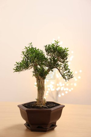 Téléchargez les photos : Bel arbre de bonsaï en pot sur table en bois - en image libre de droit