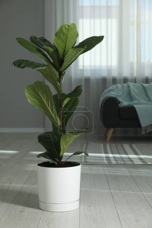 Téléchargez les photos : Fiddle Figue ou Ficus Lyrata plante avec des feuilles vertes à la maison - en image libre de droit