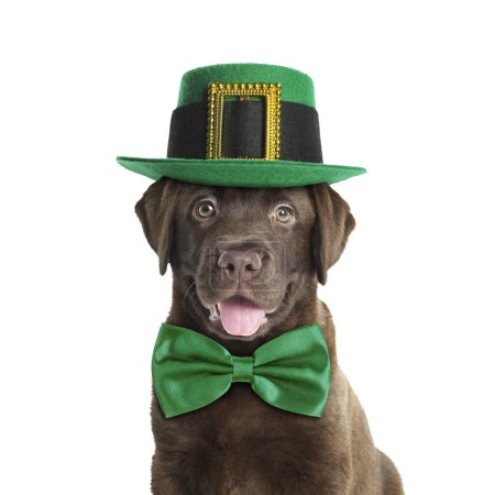 Photo for St. Patrick's day celebration. Cute Chocolate Labrador puppy with leprechaun hat and green bow tie isolated on white - Royalty Free Image