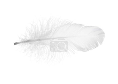 Photo for Beautiful fluffy bird feather isolated on white - Royalty Free Image