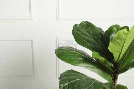 Téléchargez les photos : Fiddle Figue ou Ficus Lyrata plante avec des feuilles vertes près du mur blanc, espace pour le texte - en image libre de droit