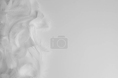 Photo for Beautiful fluffy bird feathers on white background, flat lay. Space for text - Royalty Free Image