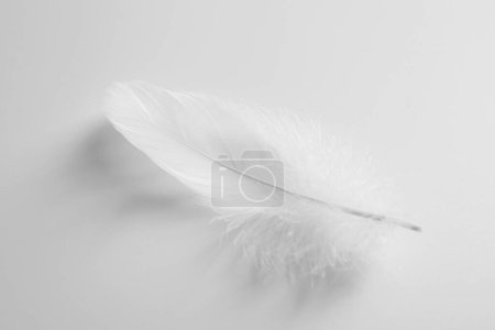 Photo for Beautiful fluffy bird feather on white background, top view - Royalty Free Image