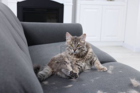 Téléchargez les photos : Mignon chat et poils d'animaux sur canapé gris à l'intérieur - en image libre de droit