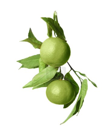 Photo for Green tangerine isolated on white. Citrus fruit - Royalty Free Image