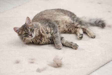 Téléchargez les photos : Mignon chat et poils d'animaux sur le tapis à l'intérieur - en image libre de droit