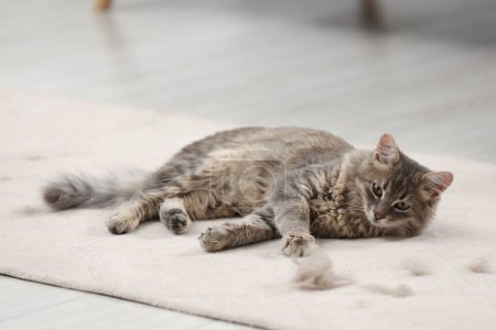 Mignon chat et poils d'animaux sur le tapis à l'intérieur