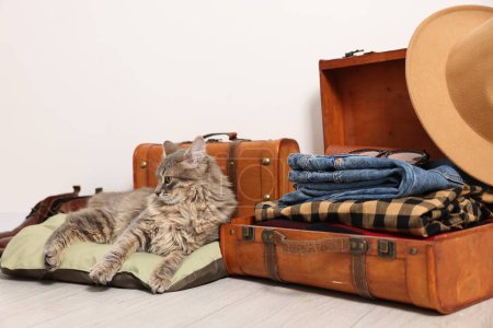 Téléchargez les photos : Voyage avec animal de compagnie. Chat, vêtements et valises à l'intérieur - en image libre de droit