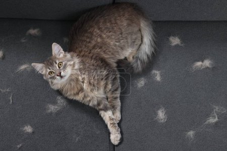 Cute cat and pet hair on grey sofa, top view