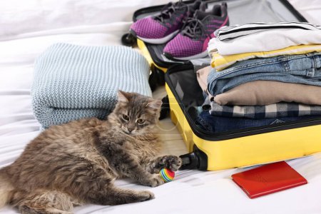 Téléchargez les photos : Voyage avec animal de compagnie. Chat, balle, passeport, vêtements et valise sur le lit - en image libre de droit