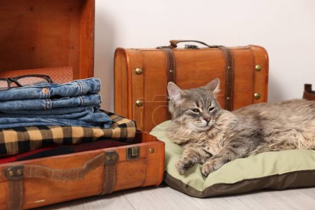 Téléchargez les photos : Voyage avec animal de compagnie. Chat, vêtements et valises à l'intérieur - en image libre de droit