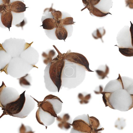 Schöne Baumwollblumen fallen auf weißem Hintergrund