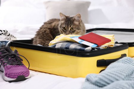 Téléchargez les photos : Voyage avec animal de compagnie. Vêtements, chat, passeport et valise sur lit intérieur - en image libre de droit